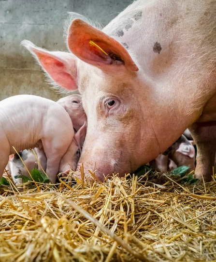 Sow feeding piglets on straw bedding, showing the role of nutrition in modern swine production systems.