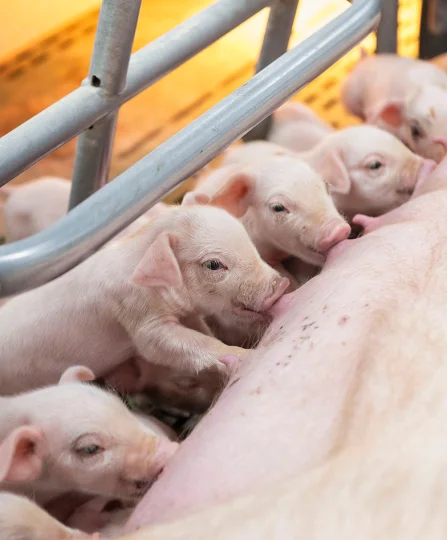 Piglets nursing from their sow, highlighting the importance of early nutrition in swine production systems.