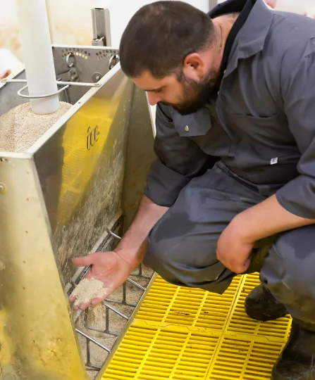 Technician checking pig feed quality in an automated feeder to ensure optimal nutrition in swine production.