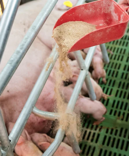 Supplemental feed poured for suckling piglets to support gut health and performance in swine production.