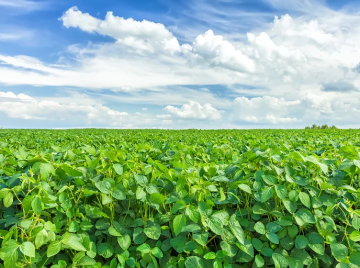 Lush green field of protein-rich crops under a blue sky, symbolizing sustainable ingredients in animal nutrition.
