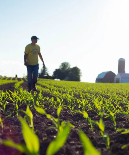 Man walking through a young crop field, reflecting Jefo commitment to sustainable animal nutrition solutions.