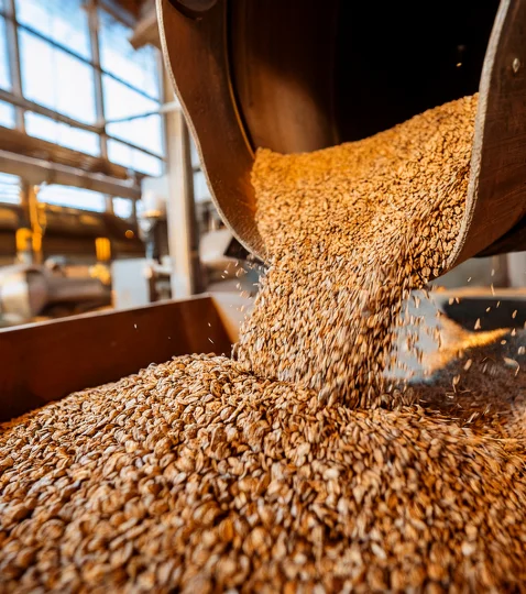 Golden grains poured in bulk in an industrial process, illustrating animal feed manufacturing in livestock nutrition.