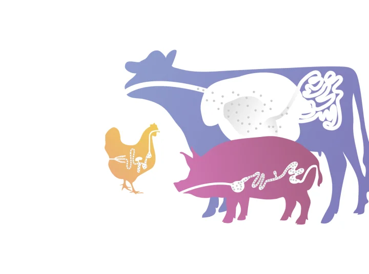 Illustration of the digestive systems of cow, pig and chicken for targeted animal nutrition with Jefo technology.