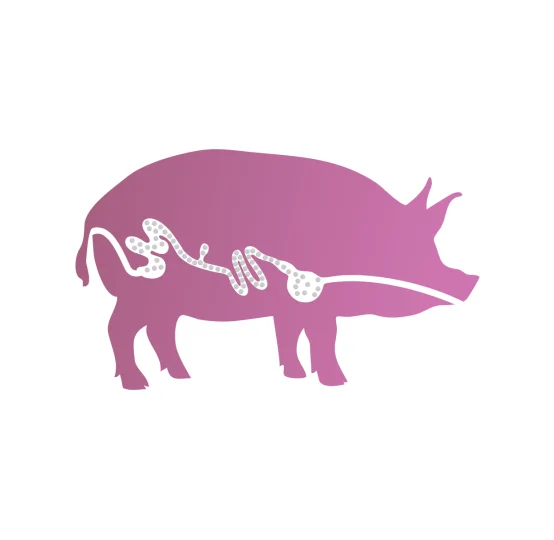 Silueta de cerdo con sistema digestivo, ilustrando la liberación dirigida de ingredientes en nutrición animal porcina.
