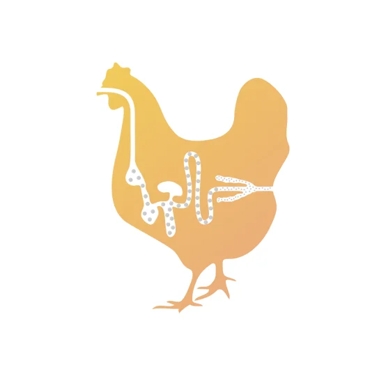 Silueta de pollo con sistema digestivo, ilustrando la liberación dirigida de ingredientes en nutrición animal avícola.