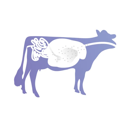 Silueta de vaca con sistema digestivo de rumiantes, ilustrando la liberación dirigida de ingredientes en nutrición animal.