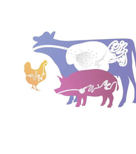 Illustration of the digestive systems of cow, pig and chicken for targeted animal nutrition with Jefo technology.