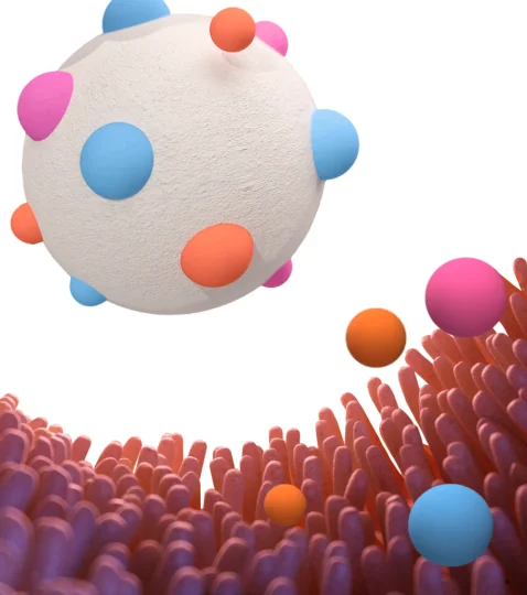 Jefo microcapsule releasing targeted nutrients upon contact with intestinal villi for optimal absorption in animal feed.